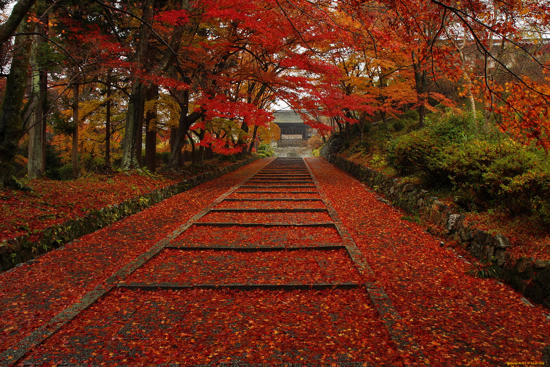 Япония осень бульвар природа